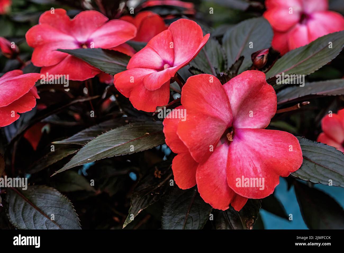 Sunpatiens hi-res stock photography and images - Alamy