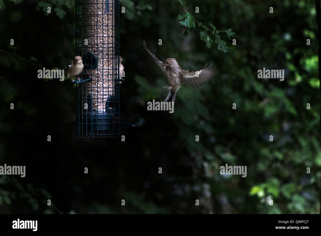 Garden birds feed from a bird feeder, West Sussex, UK Stock Photo