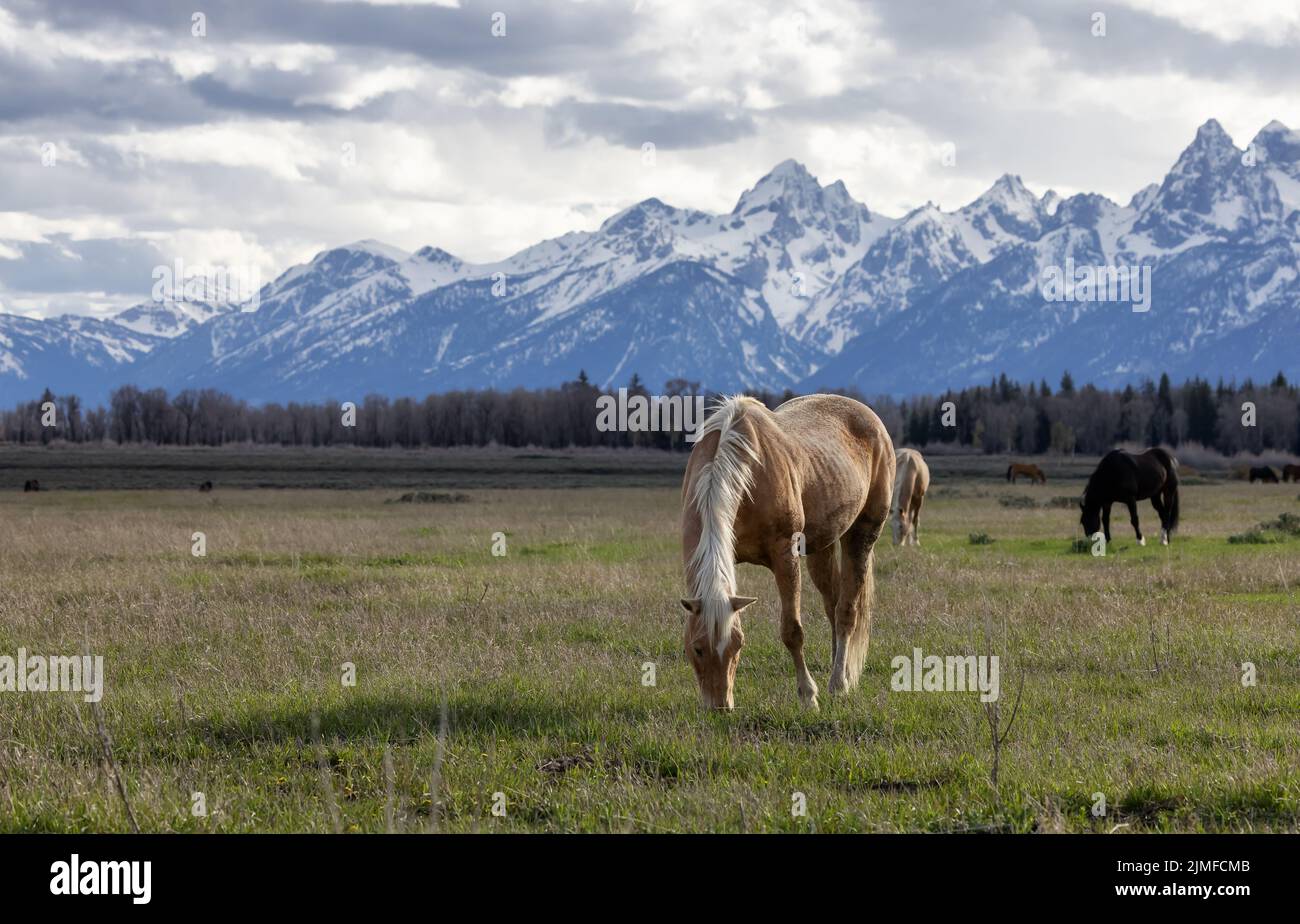 Wild Horse on a green grass field with American Mountain Landscape in ...