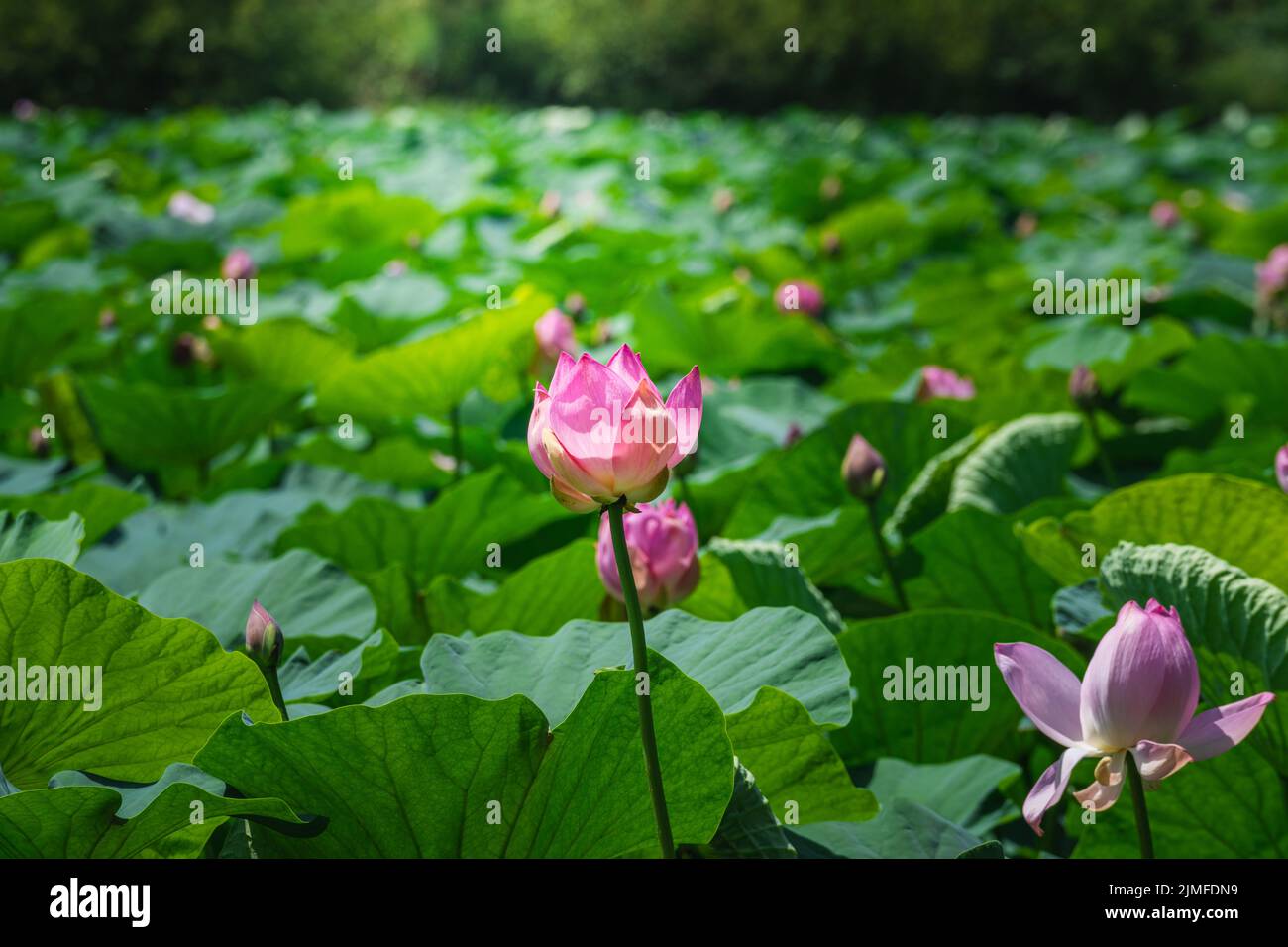 Vladivostok. 6th Aug, 2022. Photo taken on Aug. 6, 2022 shows blooming Komarov lotus flowers at a lotus lake on the outskirts of Vladivostok, Russia. Credit: Guo Feizhou/Xinhua/Alamy Live News Stock Photo