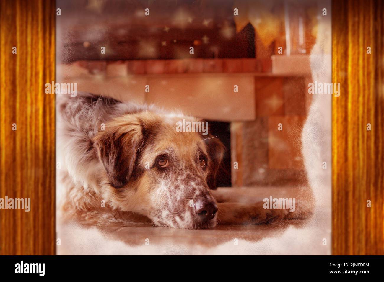 https://c8.alamy.com/comp/2JMFDPM/dog-behind-the-window-near-fireplace-christmas-2JMFDPM.jpg