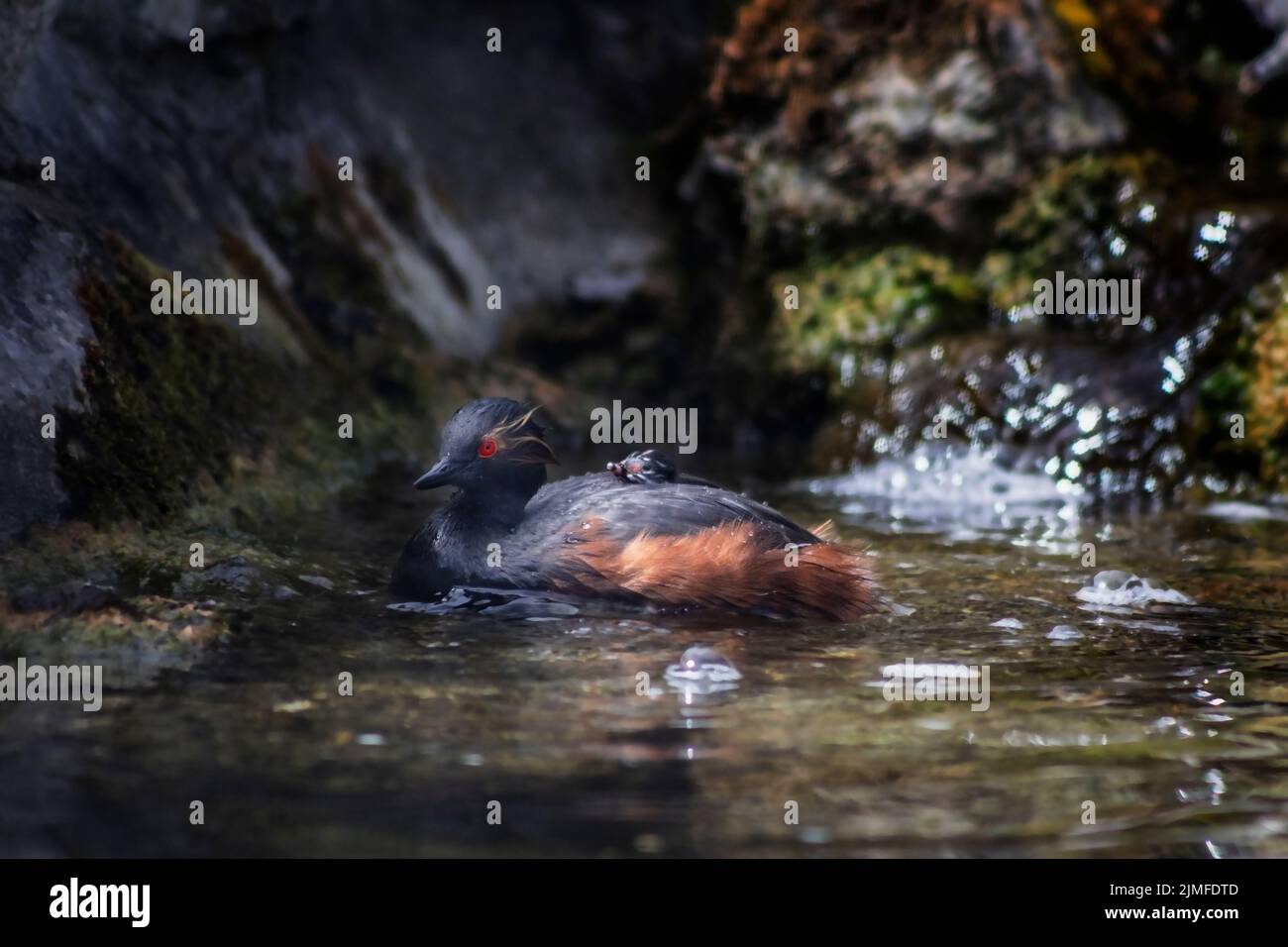Male Black-necked grebe with a baby grebe on its back, West Sussex, UK Stock Photo