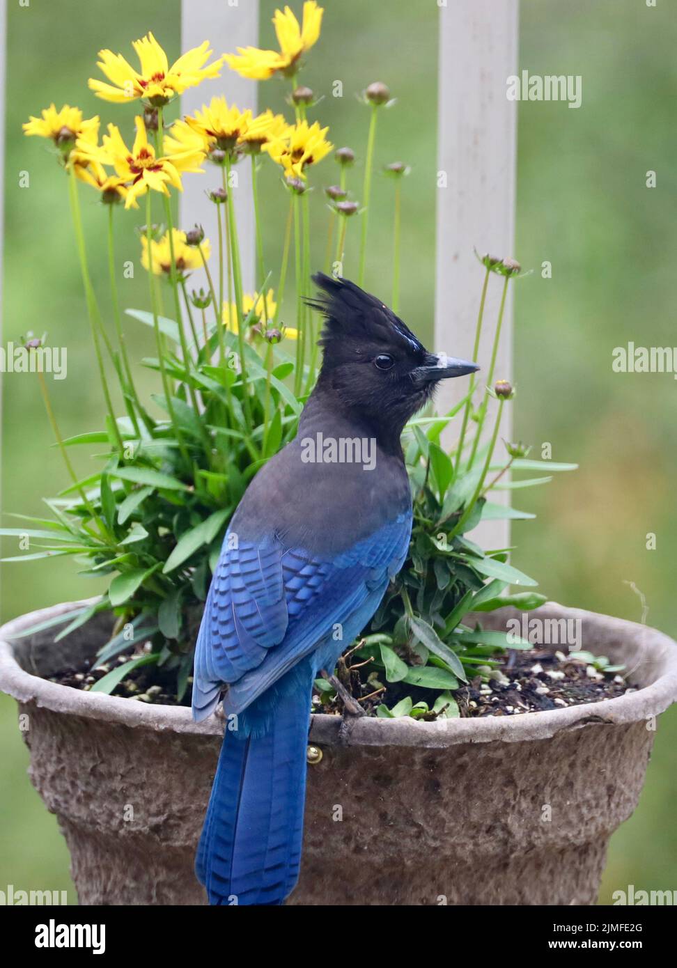 A vertical closeup shot of a blue steller's jay perched on a potted plant Stock Photo