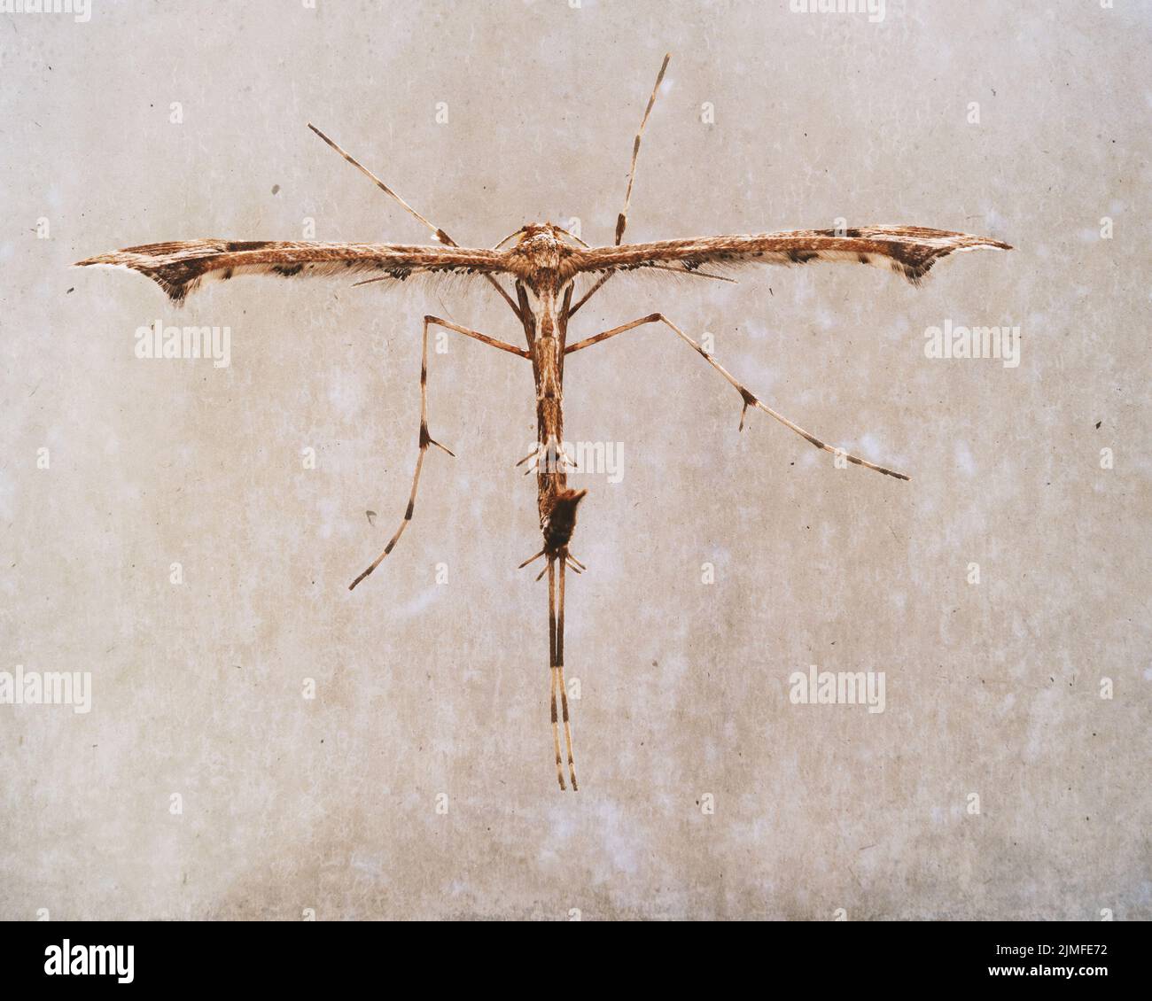Close up of a plume moth with an edited background to give it colour toning and texture. Stock Photo
