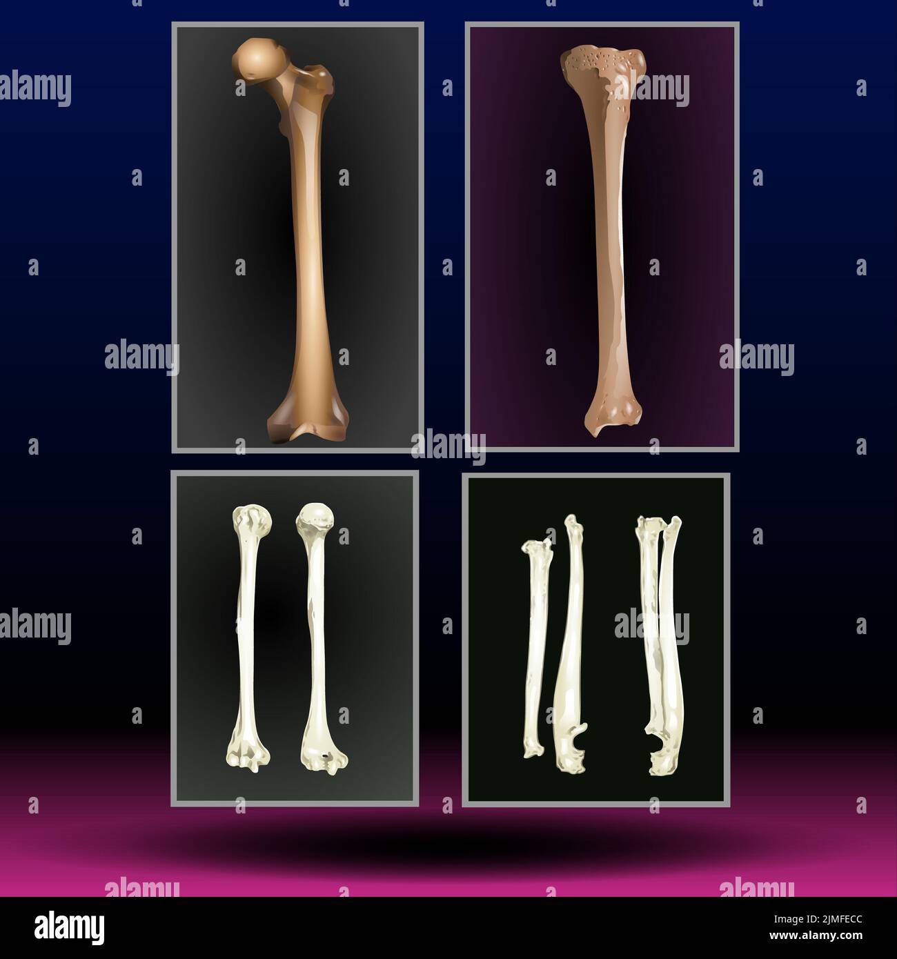 Leg Bones Stock Photo