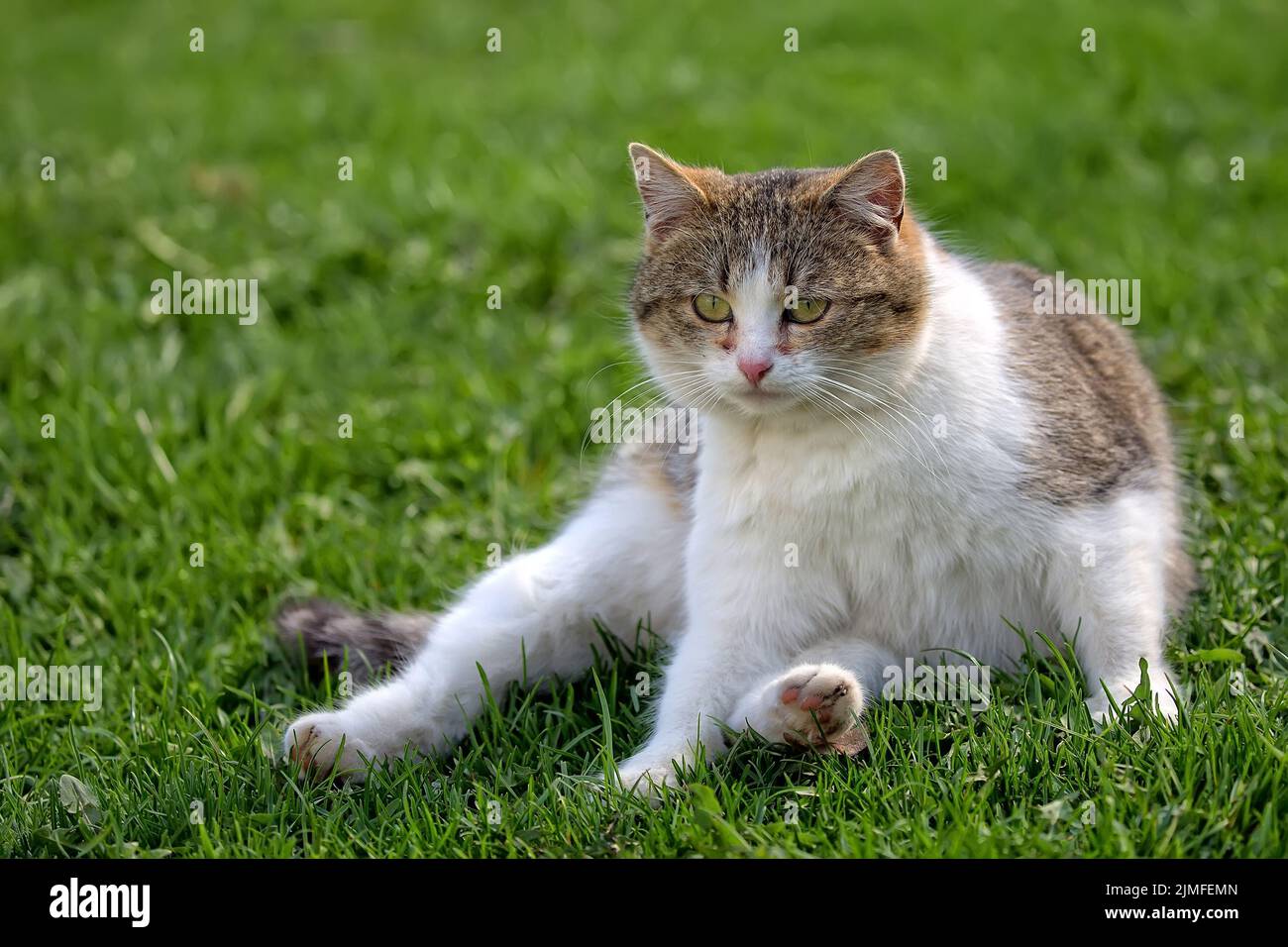 Cat resting on a clearing Stock Photo