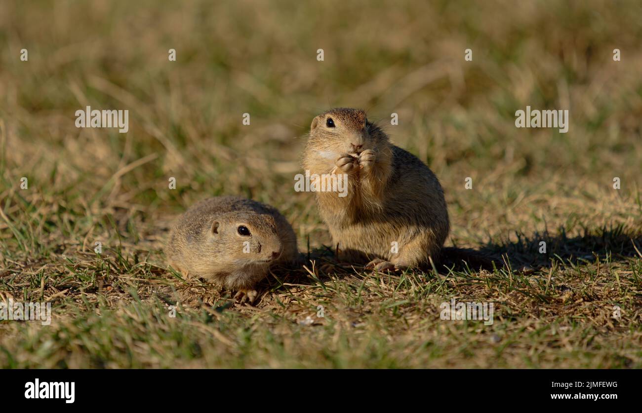 Close up of a ground squirrel Stock Photo