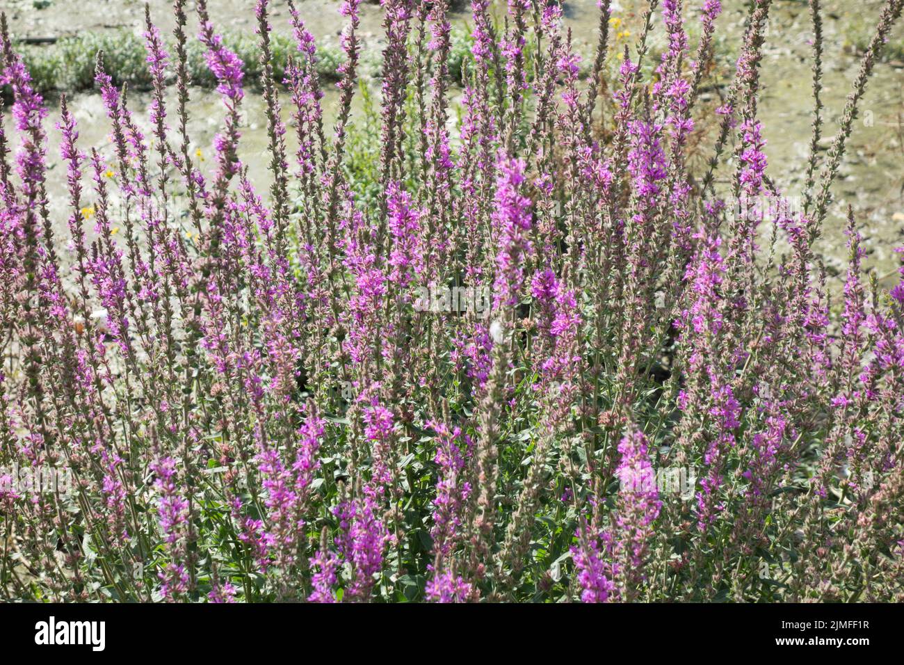 Purple Loosestrife (Lythrum salicaria) on the banks of the River Thames in London, England, UK Stock Photo