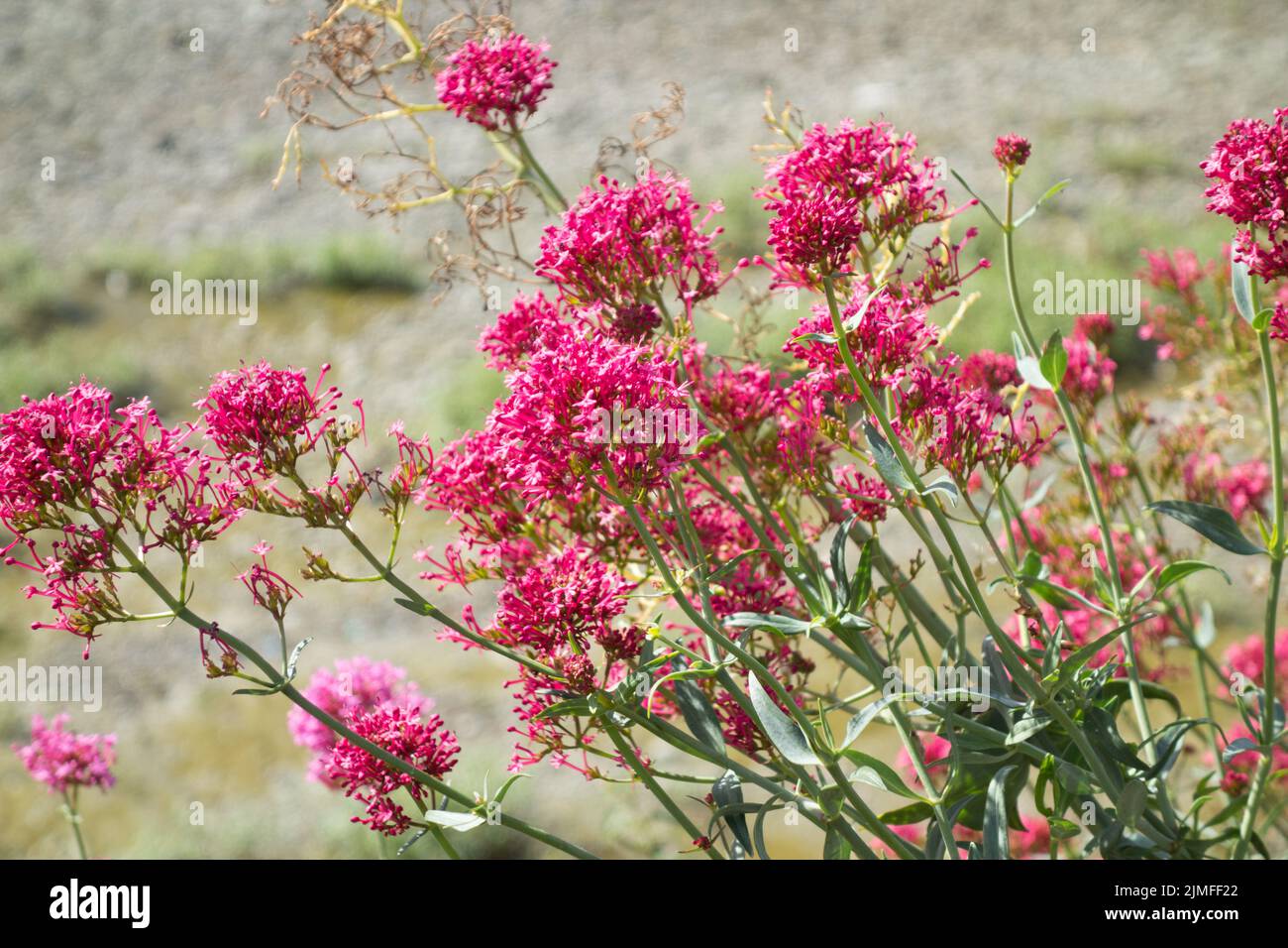 Red Valerian Plants (Centranthus ruber) on the banks of the River Thames in southwest London, England, UK Stock Photo