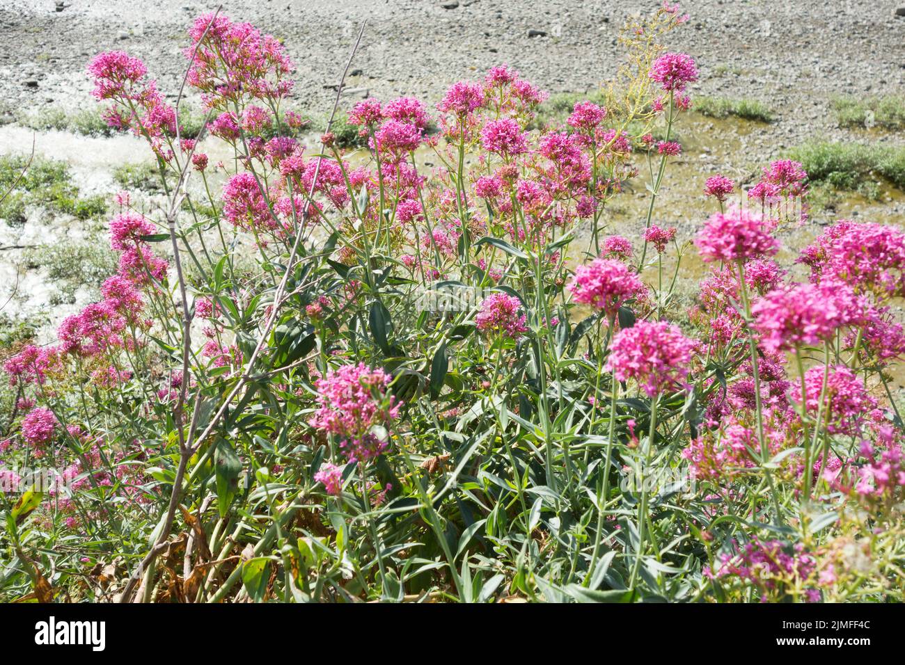 Red Valerian Plants (Centranthus ruber) on the banks of the River Thames in southwest London, England, UK Stock Photo