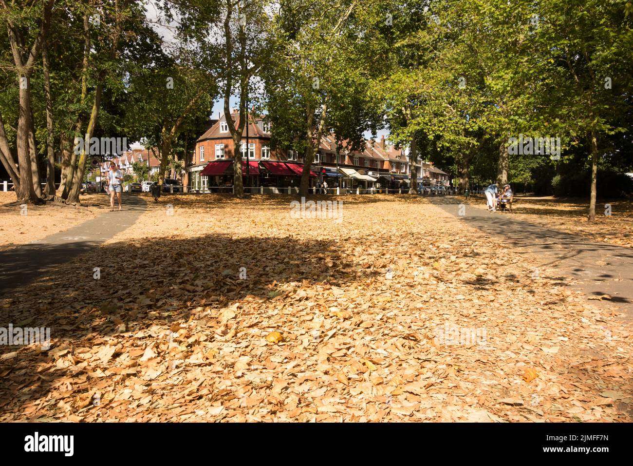 Drought-induced parched grass and leaf fall on Barnes Common, Barnes, London, SW13, England, UK Stock Photo
