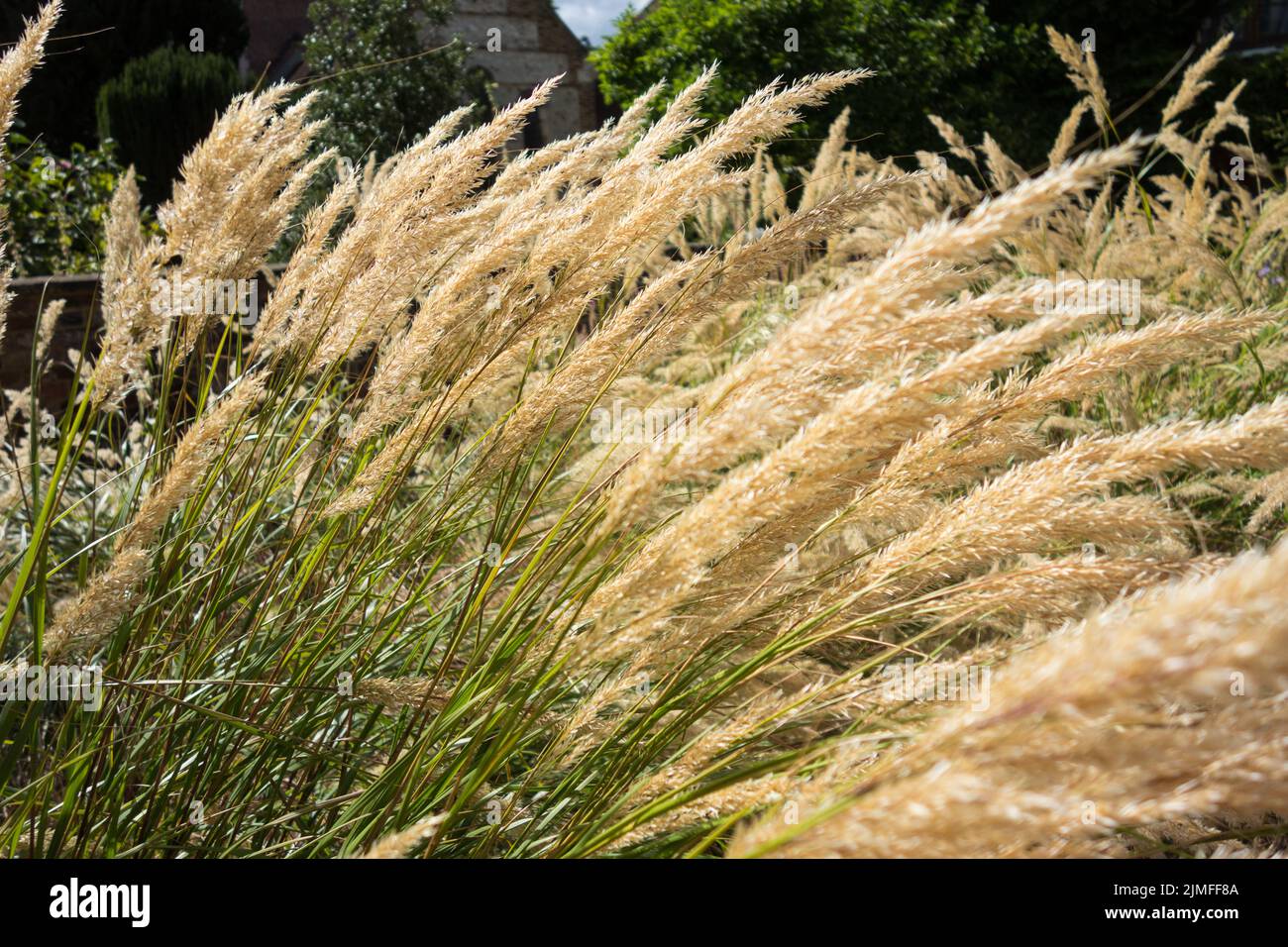 Golden wild grasses swaying in the wind Stock Photo