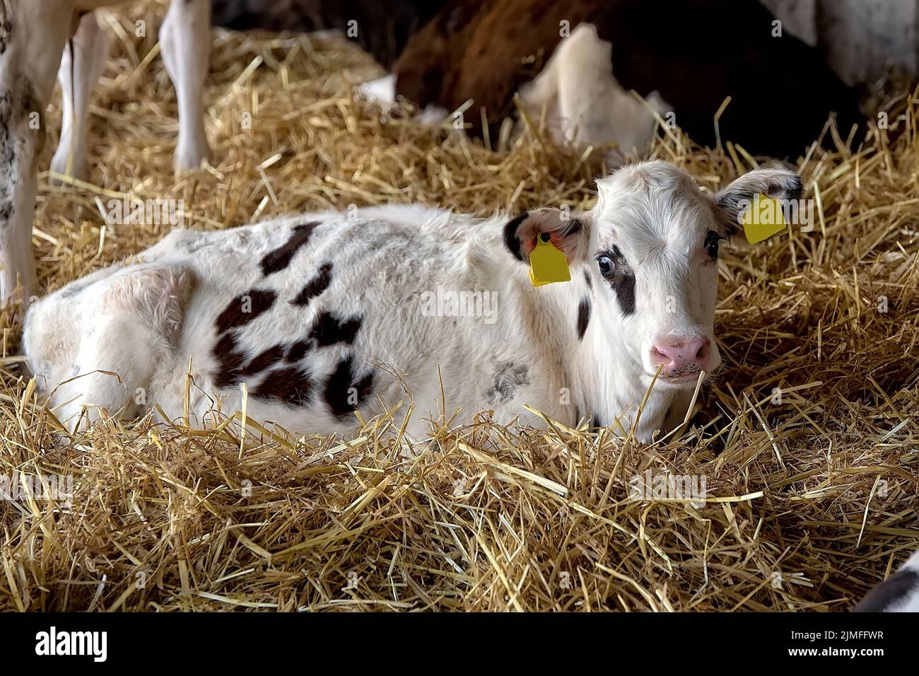 Black and white calf on the farm Stock Photo - Alamy