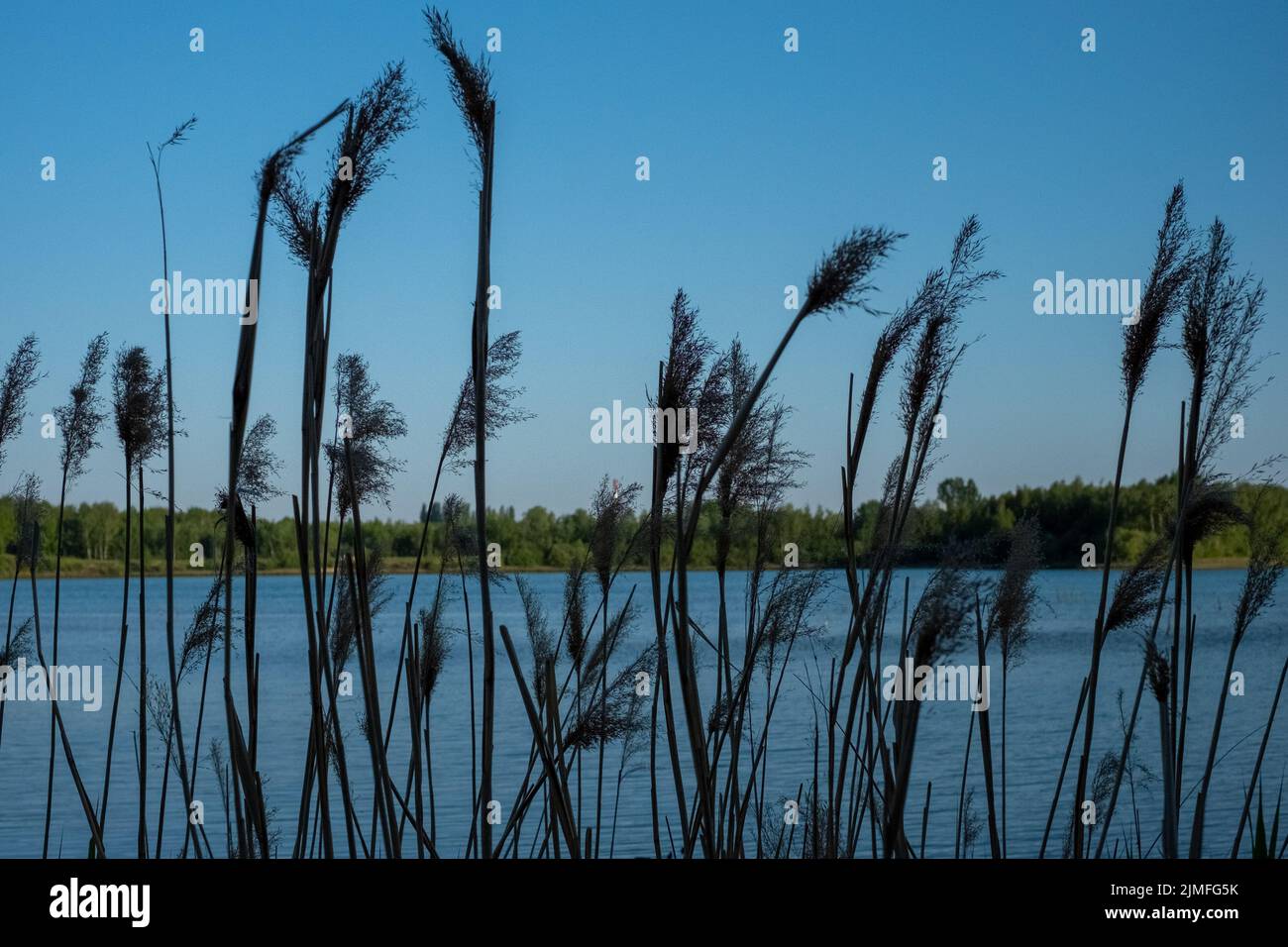 Blue Lake behind grass and Weeds Stock Photo - Alamy