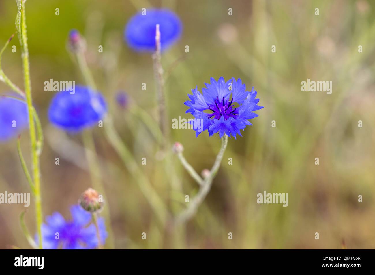 Bluebottle, Boutonniere Flower, Hurtsickle, Cyani Flower, blue cornflower, Centaurea cyanus, standing alone among the green gras Stock Photo