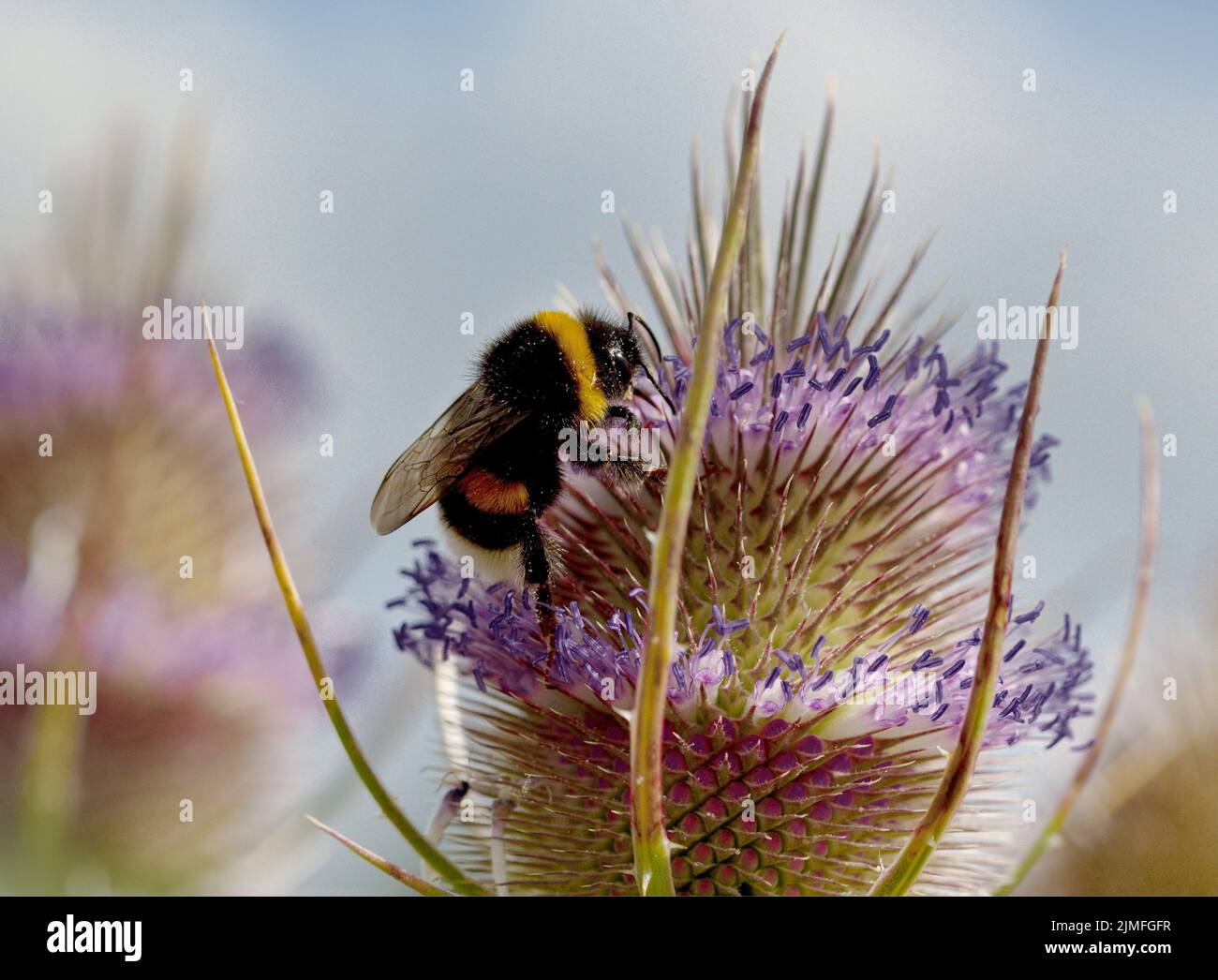 Bumblebee on a thistle in summer Stock Photo