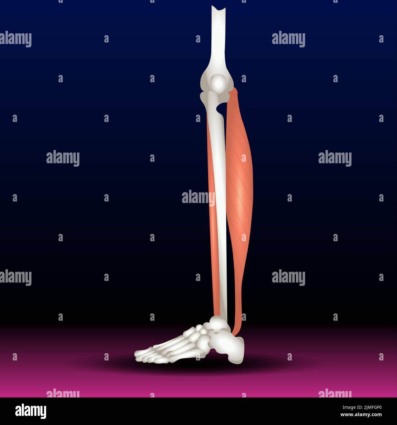 Peroneus tertius leg muscle with longus and brevis with human foot skeletal and muscular system from lateral view vector illustration. Stock Photo