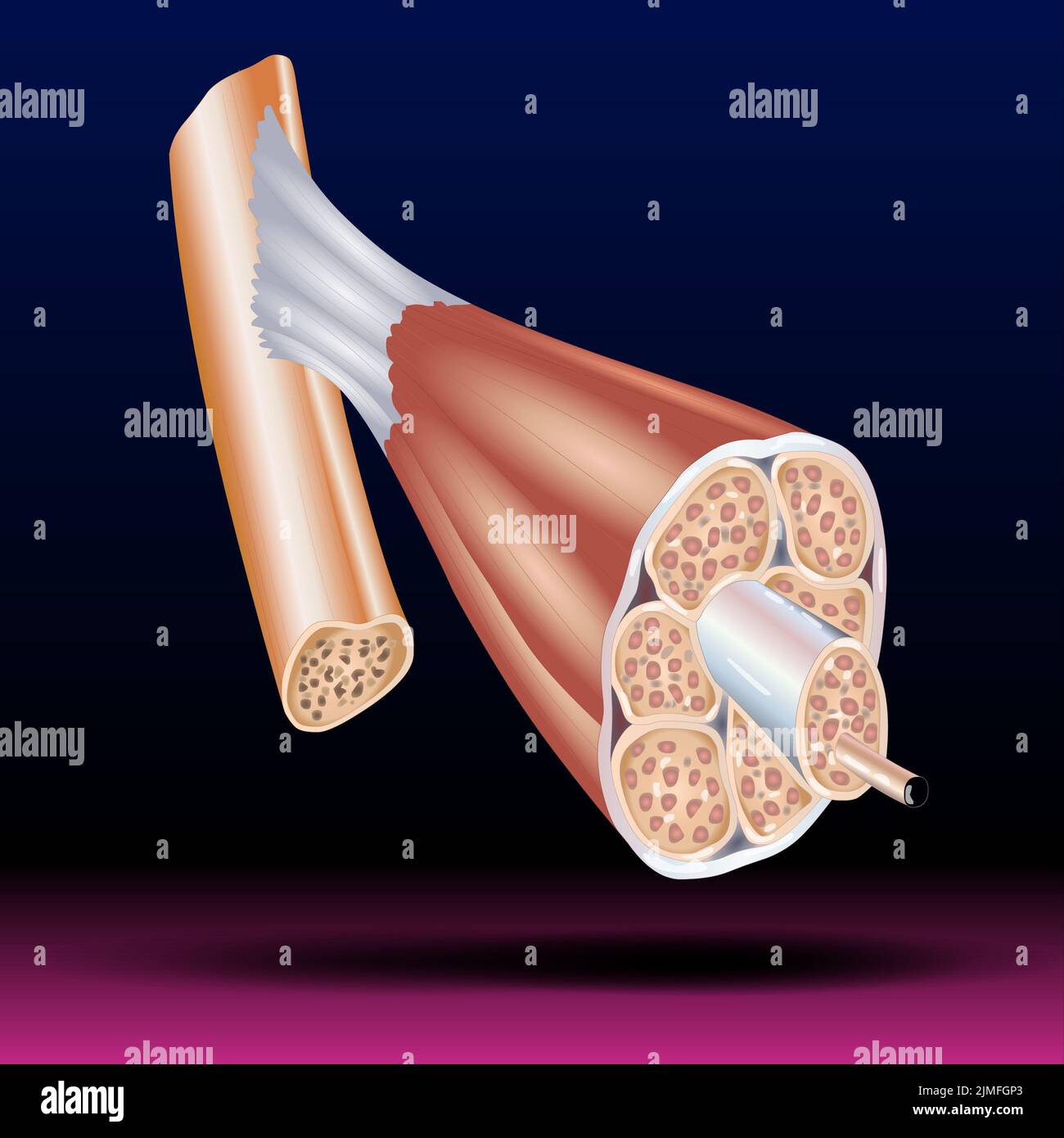 Structure of Skeletal Muscle - Skeletal muscle structure with anatomical inner layers - fascicle, epimysium, endomysium and fibers vector illustration Stock Photo