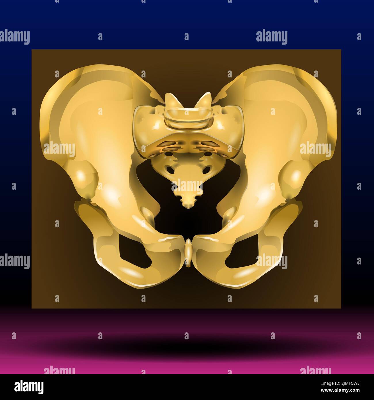 Female pelvis artwork hi-res stock photography and images - Alamy