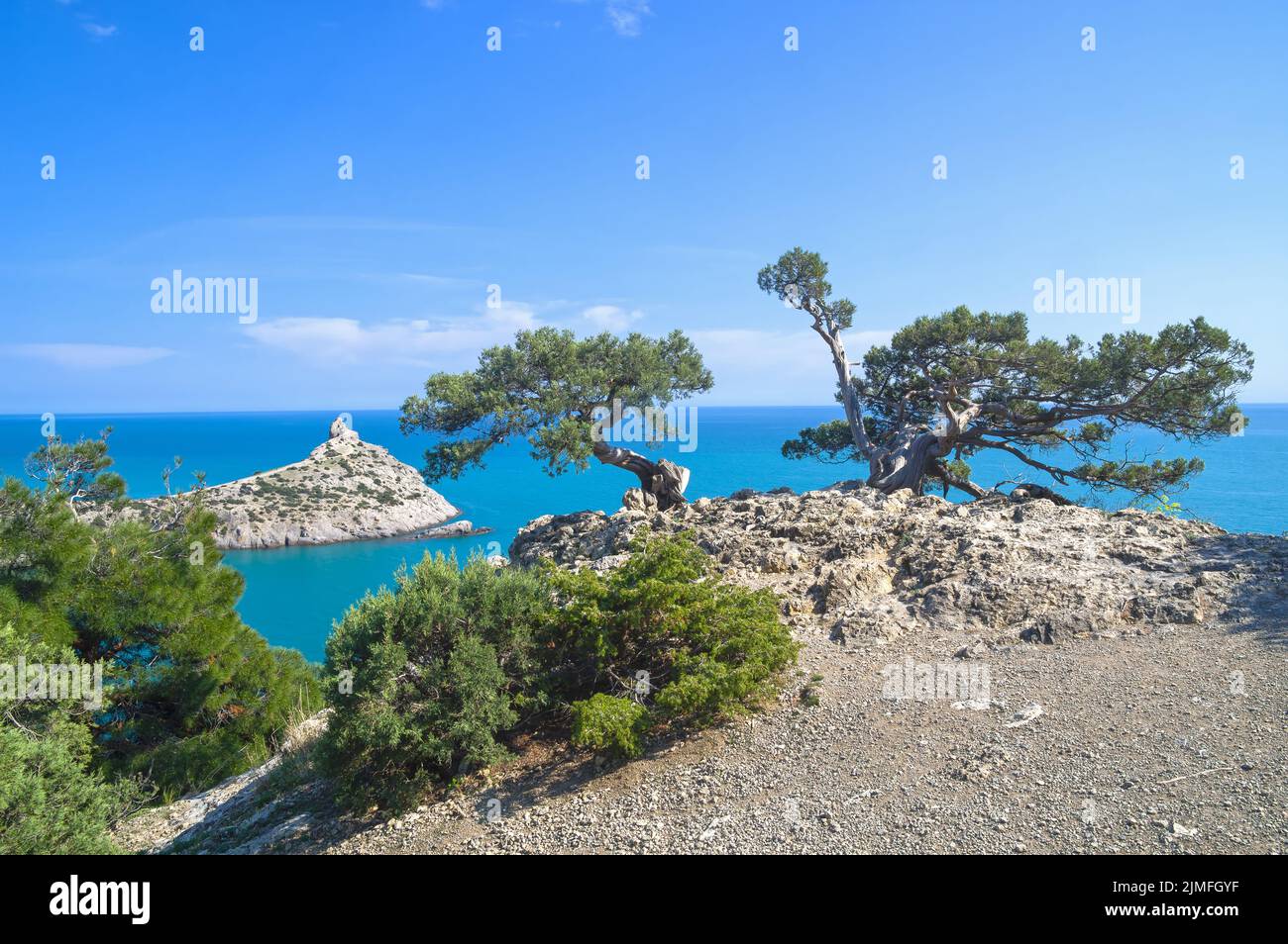Old curved junipers on the seashore. Stock Photo