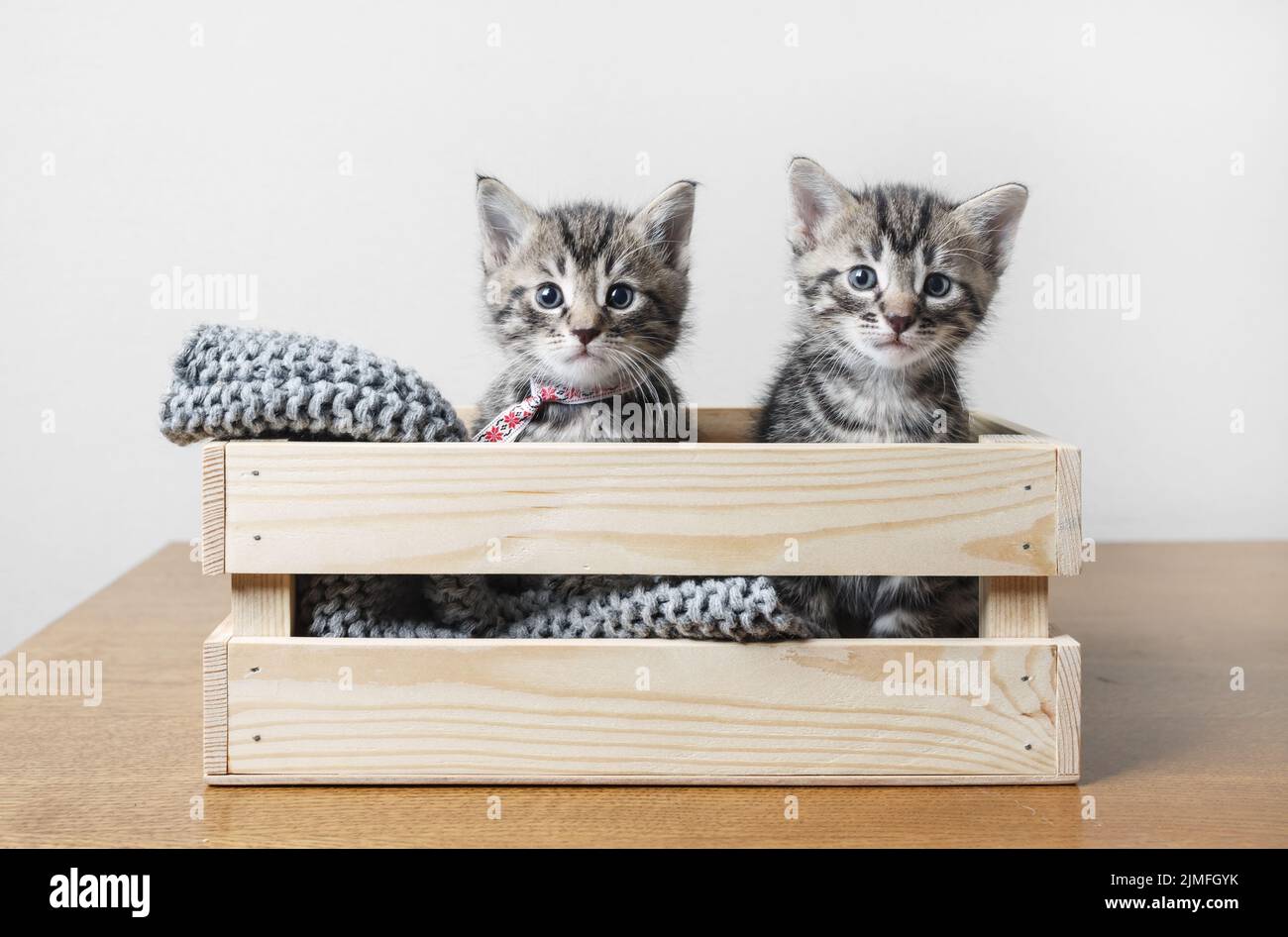 Two cute kittens Stock Photo - Alamy