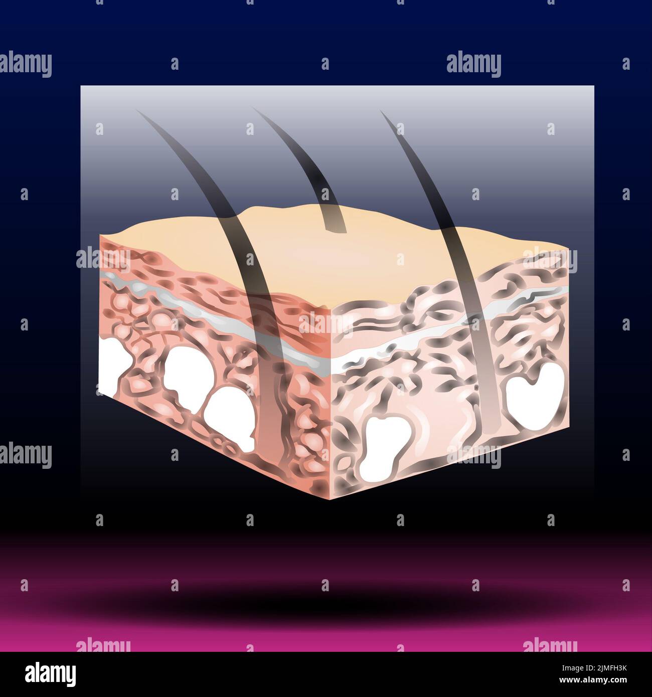 Skin anatomy. Human normal skin dermis epidermis adipose layers recent vector biological infographic. Stock Photo