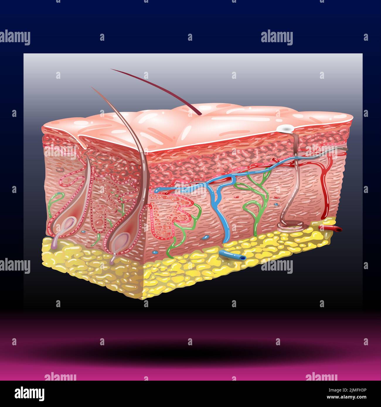 Skin anatomy. Human normal skin dermis epidermis adipose layers recent vector biological infographic. Stock Photo