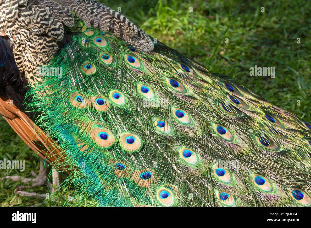 Peacock