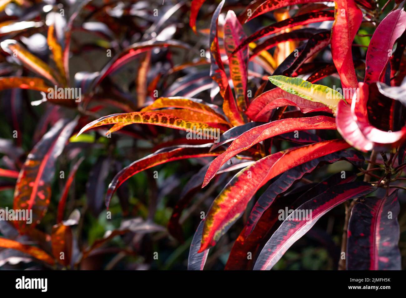 Croton Petra, gorgeous ornamental foliage plant with stunning leaf colour and variegation. Stock Photo