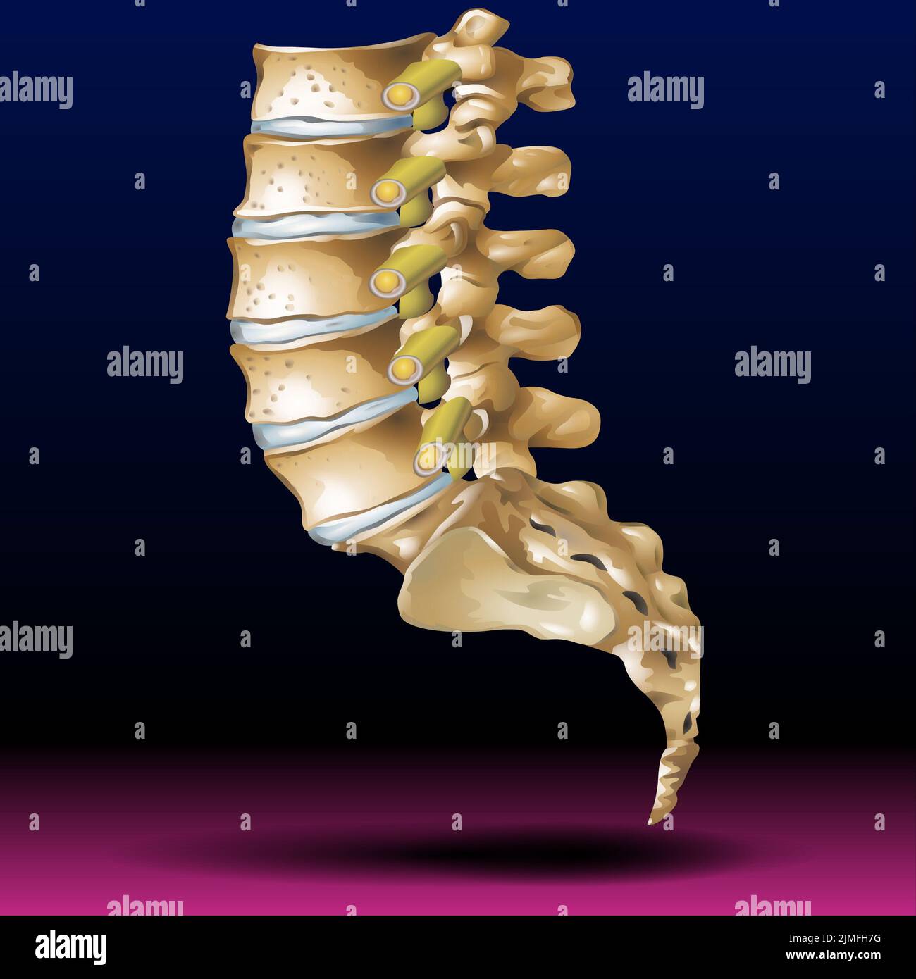 Lower Spine Stock Photo