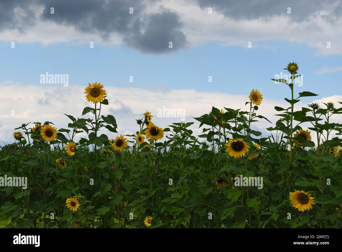 a bunch of sunflowers with a grey sky in the background Stock Photo - Alamy