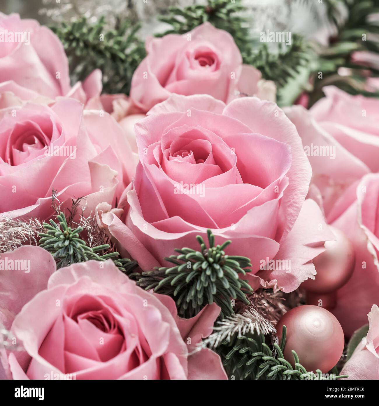 Pink roses with fir branches. Macro flowers background for holiday ...