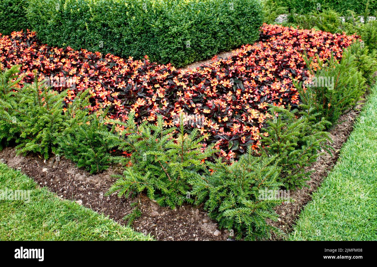 Box hedge cuttings hires stock photography and images Alamy