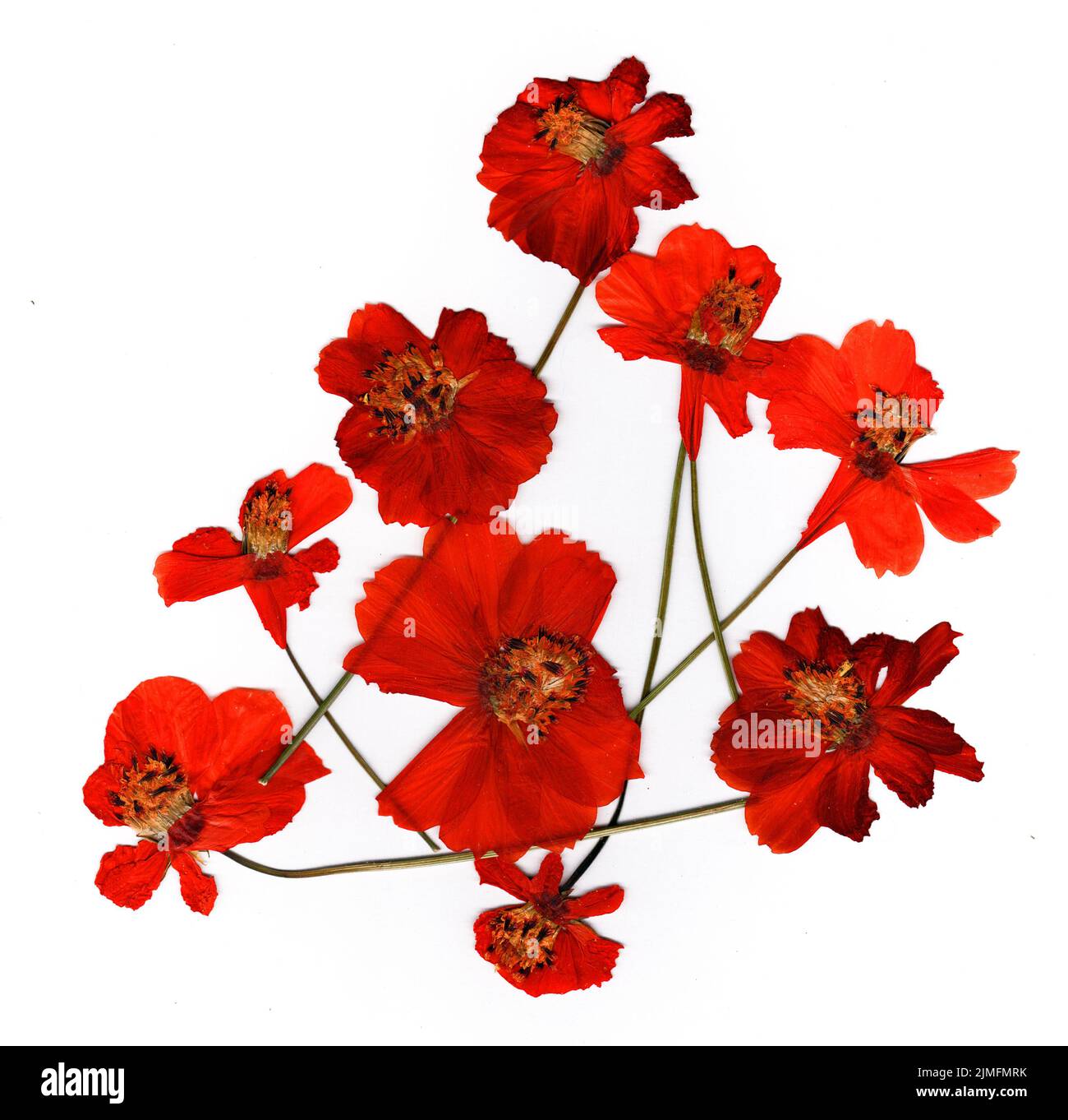 dried flower petals, application bouquet of dry flowers Stock Photo Alamy