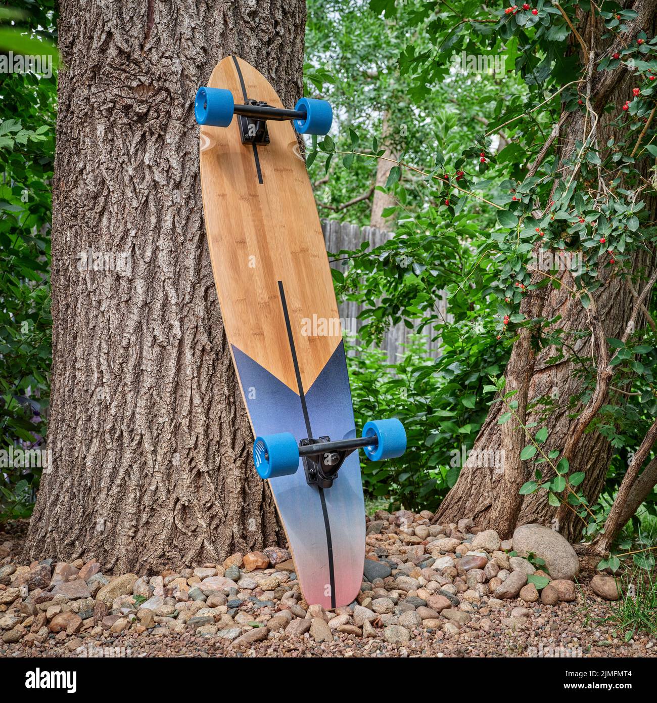 cruising wooden longboard against oak tree in a park or backyard, recreation concept Stock Photo