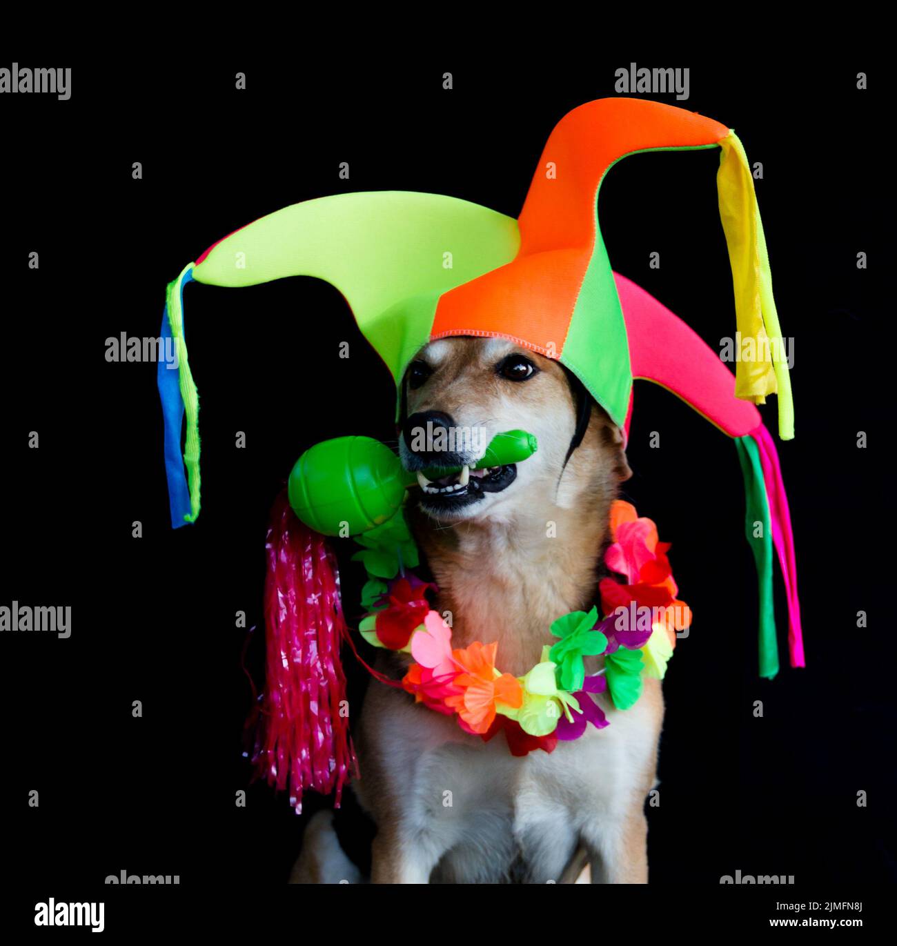 Retrato de un perro mestizo con gorro de arlequin, maracas, y collar de flores Stock Photo