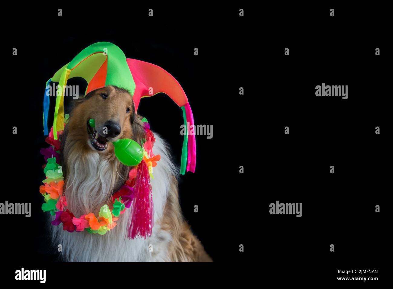 Portrait of a Rough collie with a harlequin hat, Hawaiian necklace and maraca for carnival Stock Photo