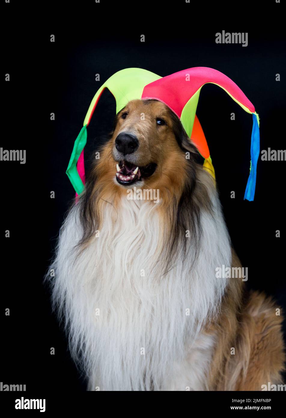 Harlequin collie 2024