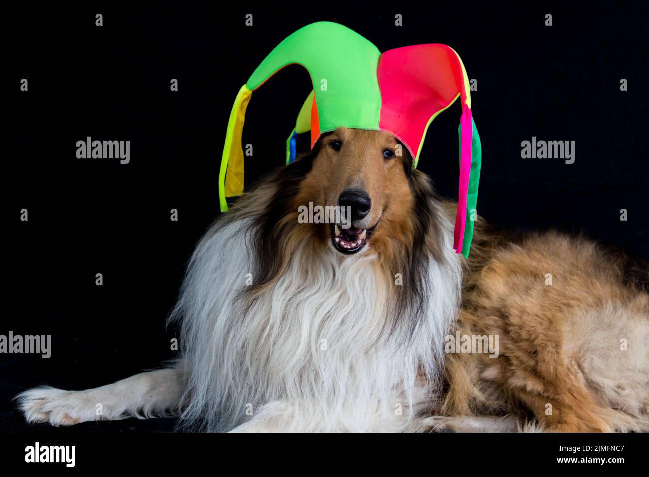 portrait of a long haired collie with a harlequin hat isolated on black background Stock Photo Alamy