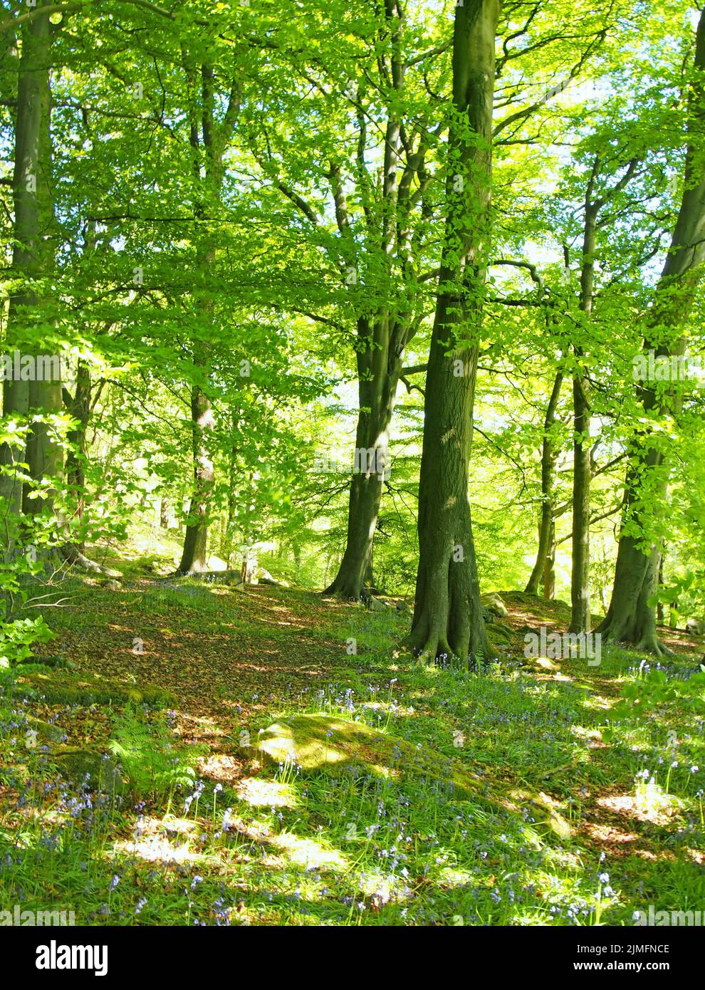 Springtime woodland with large beech trees with bright green glowing leaves illuminated by bright morning sunshine and bluebells Stock Photo