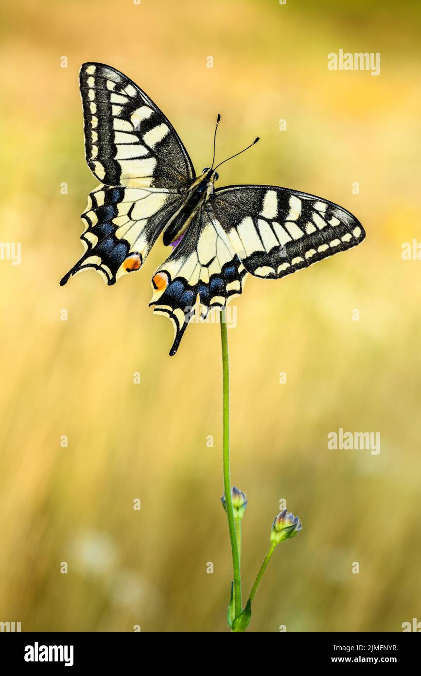 Dovetail caterpillar hi-res stock photography and images - Alamy