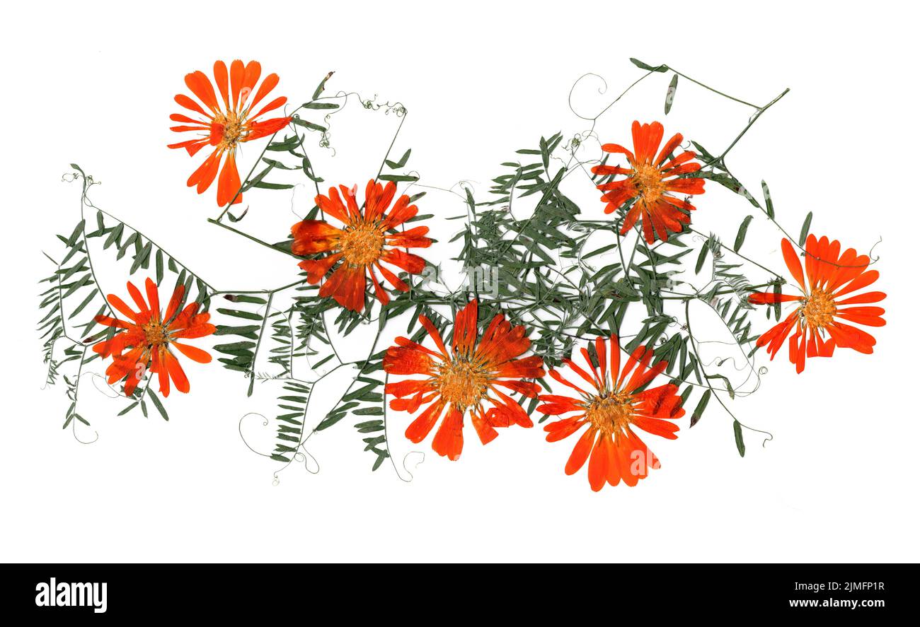 dried flower petals, application bouquet of dry flowers Stock Photo Alamy
