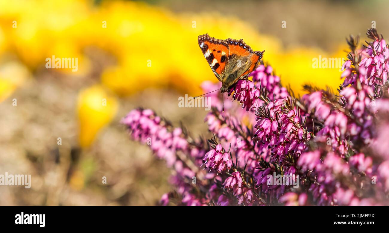 Pink Erica Carnea flowers and a butterfly in spring garden Stock Photo