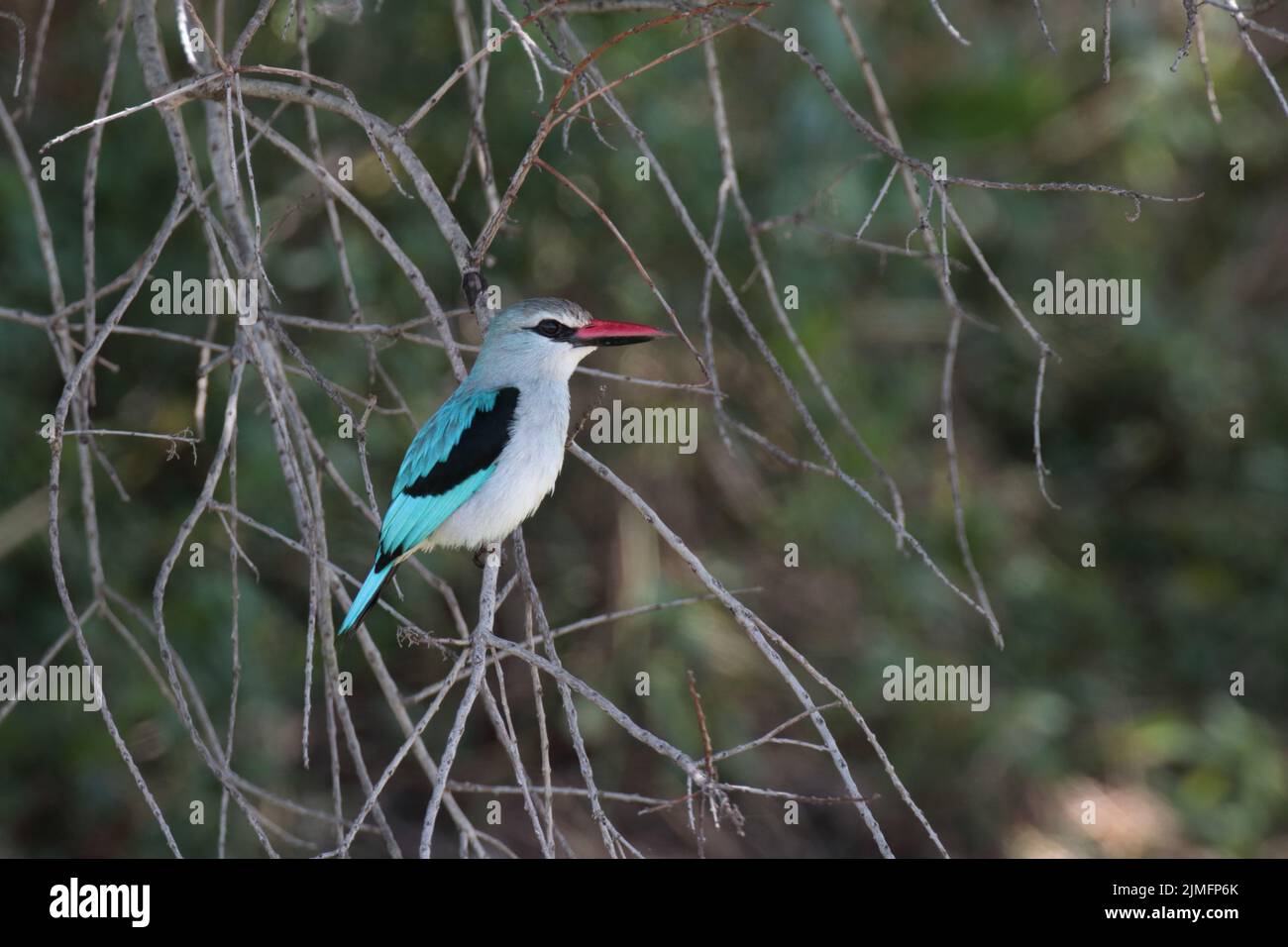 Woodland kingfisher Stock Photo