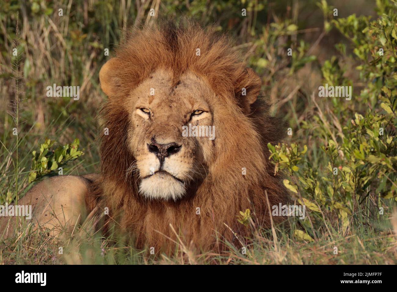 Male lion portrait hi-res stock photography and images - Alamy