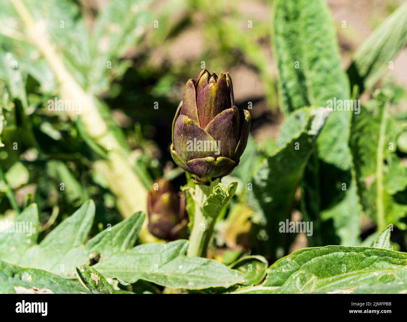 Tuscan variety of artichoke 'Cynara scolymus' aka 'Tuscan Violet Artichoke' cultivated in spring in a vegetable garden in Tuscany, Italy Stock Photo