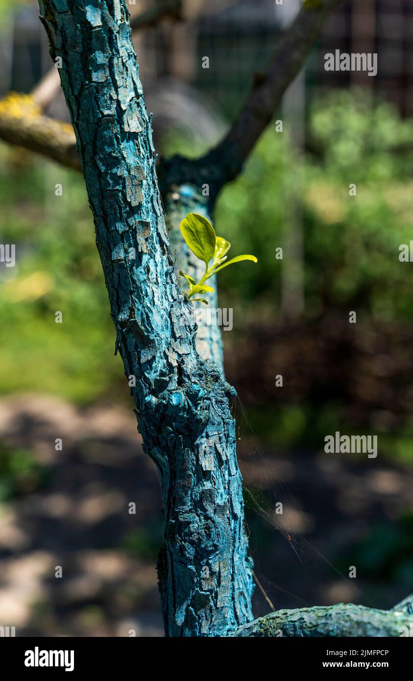 Trunk of peach tree treated with Bordeaux mixture made of copper