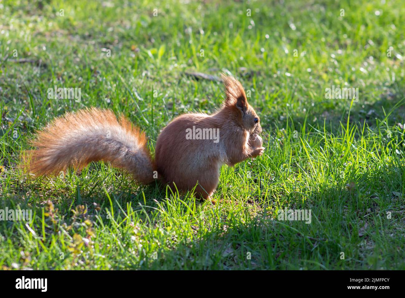 Red squirrel in the garden on the grass eats a nut and basks in the sun. Spring photography Stock Photo