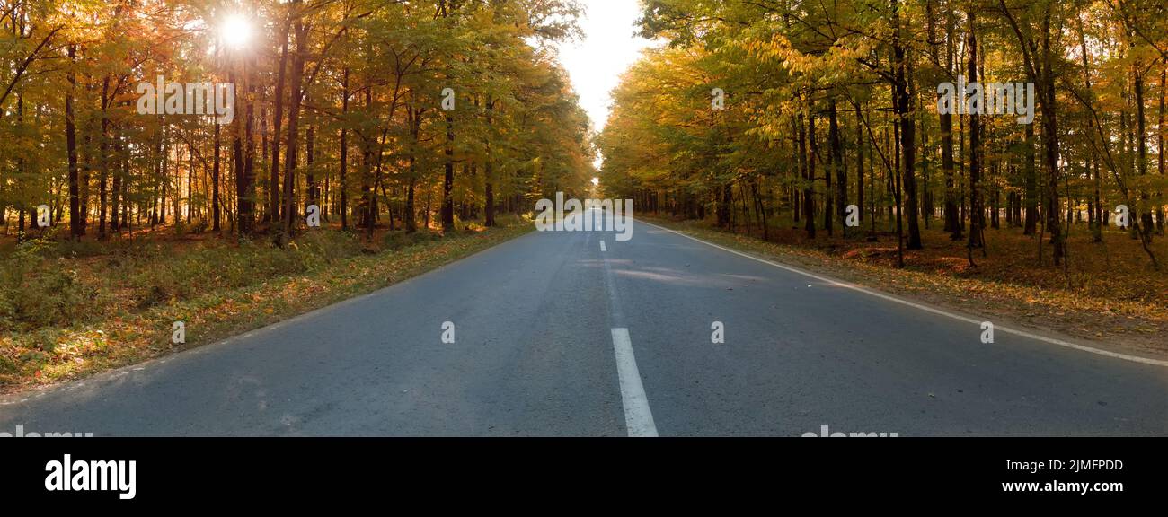 Straight asphalt road through a colorful autumn forest in the morning ...