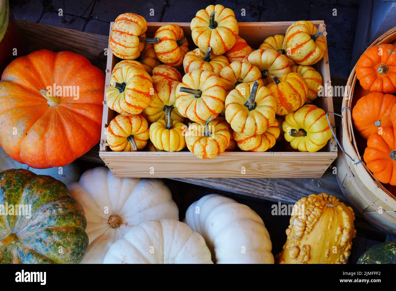 White, green and orange gourds and pumpkins in the fall Stock Photo